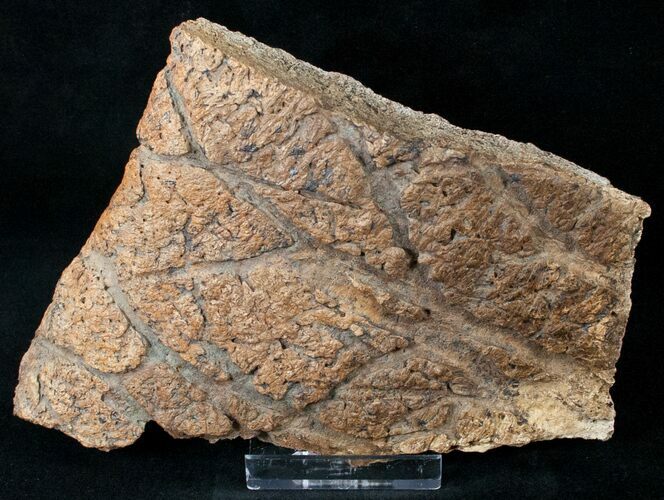 Triceratops Frill Shield Section - Montana #14697